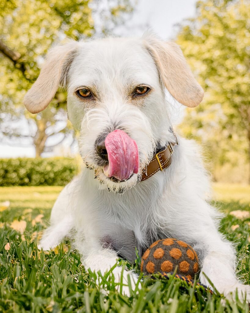 Servicios A cute white dog with tongue out, enjoying playtime with a ball on green grass in Peru.