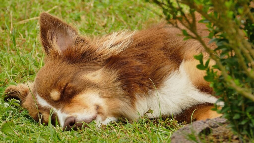 Residencia Canina Valencia dog, australian shepherd, sleeping dog, nature, animal, garden, backyard, pet, canine