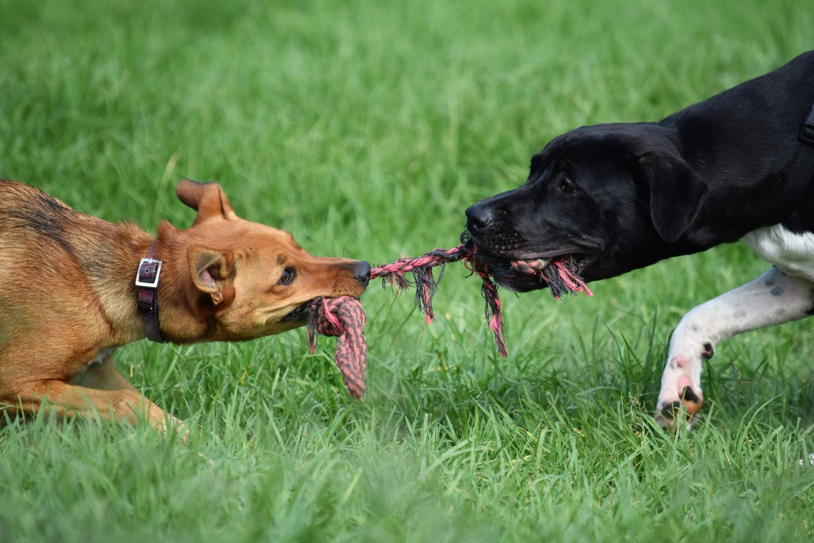 Residencia Canina Valencia Two dogs passionately playing tug of war on a sunny day.