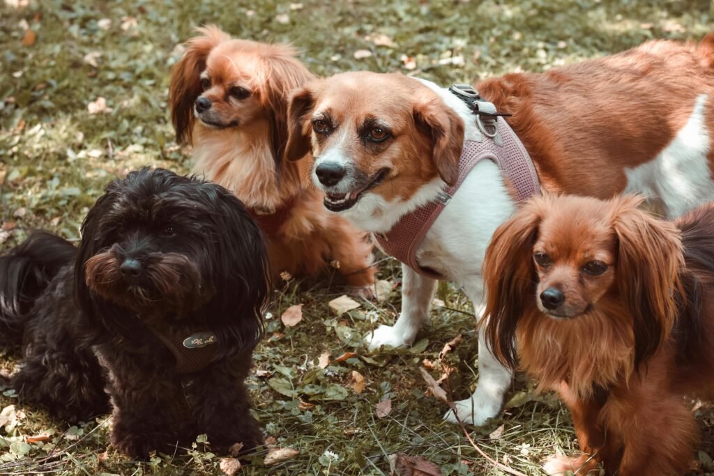 Four adorable dogs, including a Black Bolonka and Papillon, sitting on grass in an autumn setting.