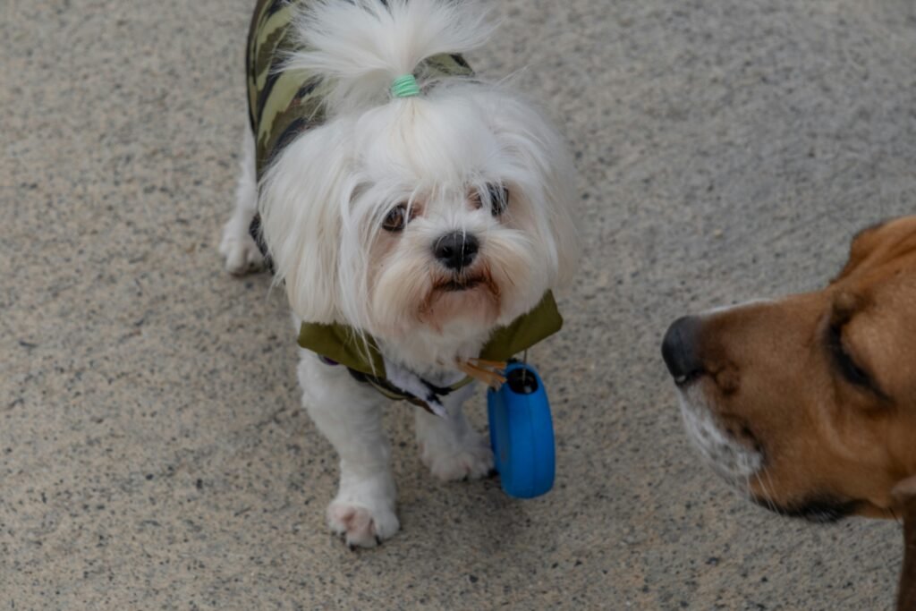 Adorable Maltese in a trendy dog outfit outdoors engaging with another dog.