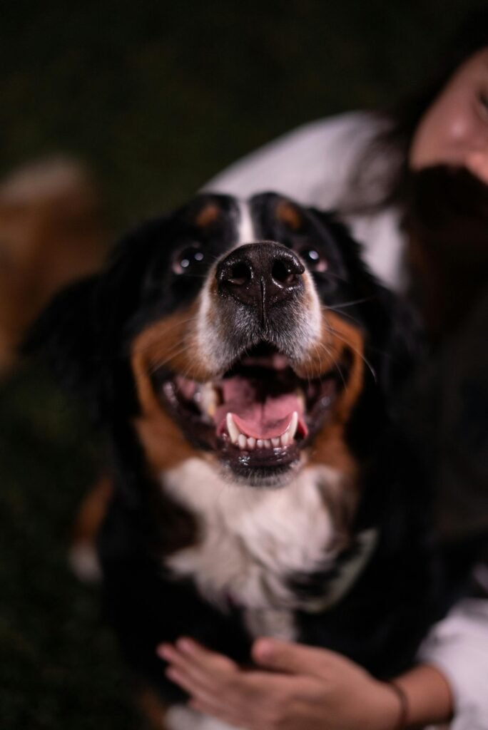 A joyful Bernese Mountain Dog being lovingly petted outdoors, showcasing companionship.