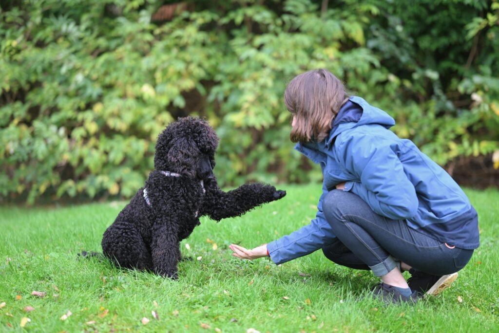 Adiestramiento Canino A woman in a blue jacket interacts with a black poodle, shaking hands outdoors on green grass.