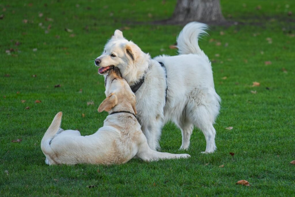 Two dogs, a Great Pyrenees and a Labrador, playing on green grass in Copenhagen.