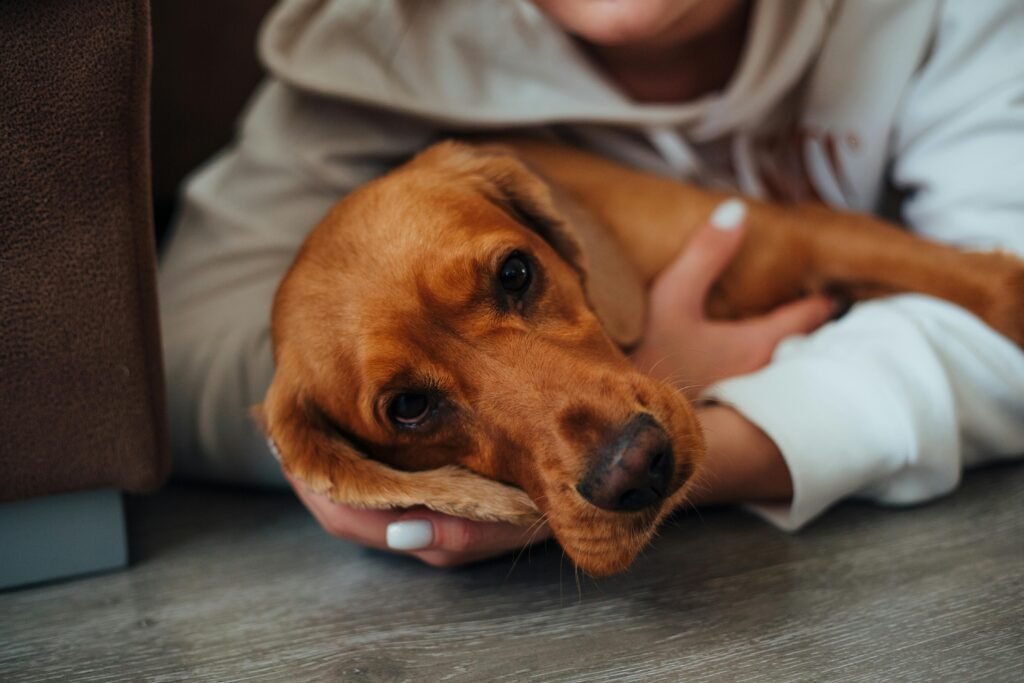 Residencia Canina Valencia A cozy moment of a person embracing a cute brown dog indoors on the floor.